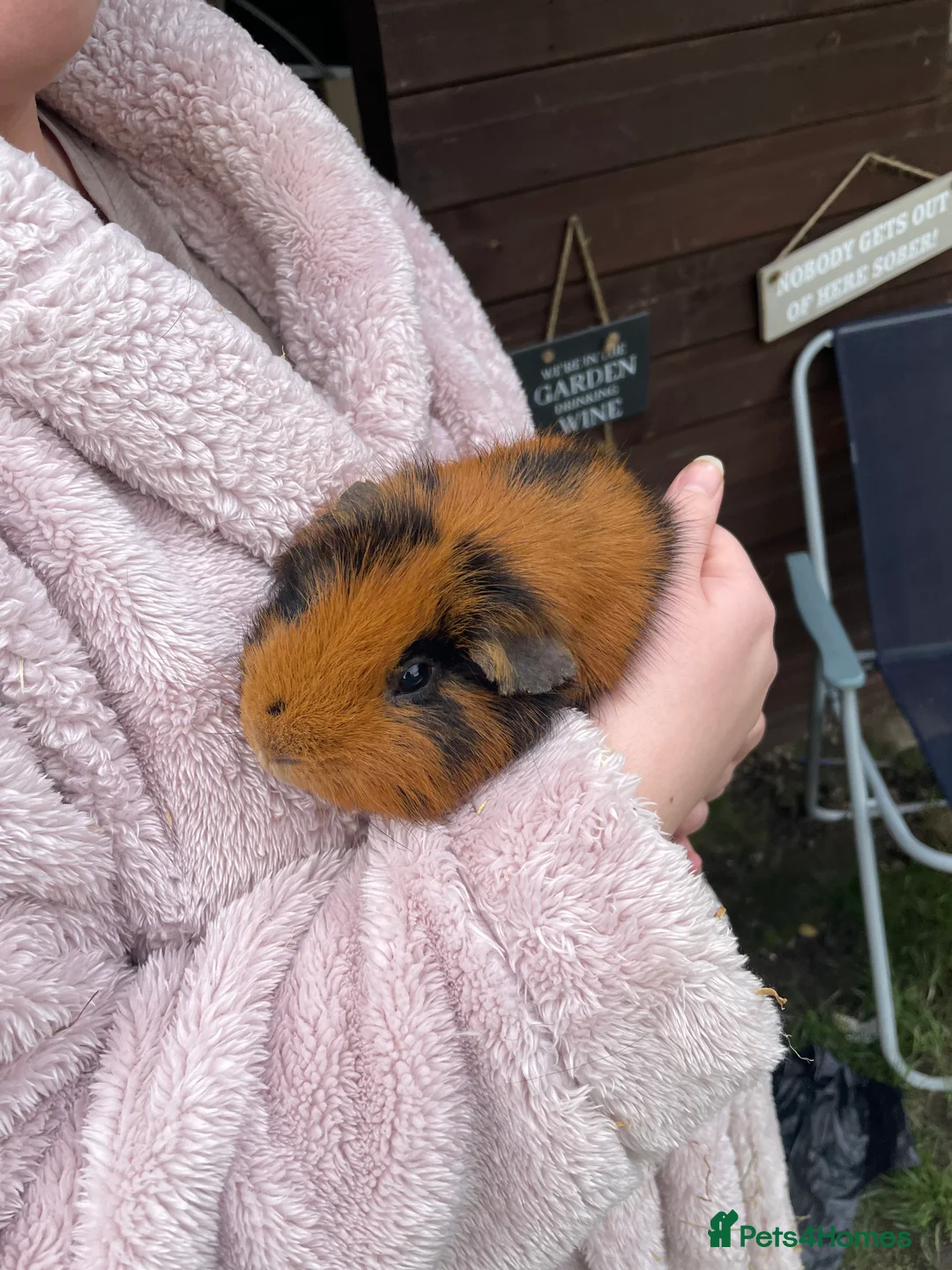 Guinea Pig rodents for sale: Guinea pigs in Leeds - Advert 4