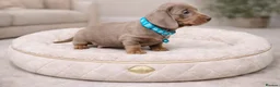 Miniature Dachshund dogs for sale: RAINBOW LITTER OF MINI DAX'S WOW 💯🔥  - Advert 3