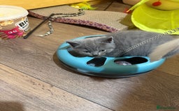 British Shorthair cats for sale: British shorthair boy - Image 4