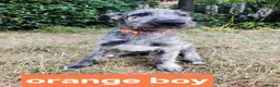Irish Wolfhound dogs for sale: HEALTH TESTED KC Reg Irish Wolfhound Male - Advert 11