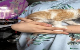 Mixed Breed cats for sale: 6 mixed kittens - Image 2