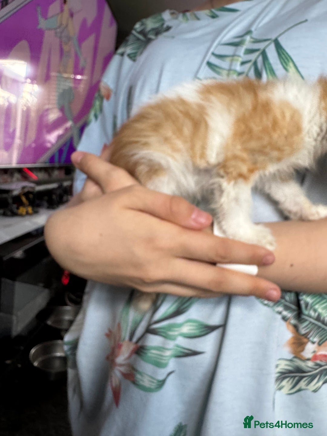 Mixed Breed cats for sale: 6 mixed kittens - Image 2