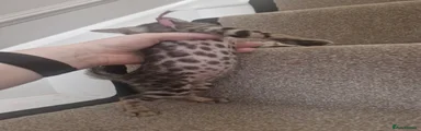 AZULA - Brown female