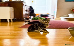 Bengal cats for sale: RARE Coats ~ Bengal/Maine Coon mix - Image 13
