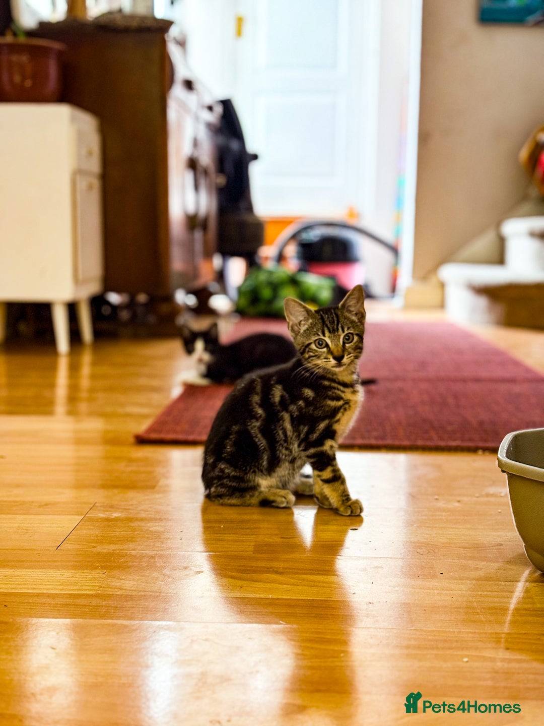 Bengal cats for sale: RARE Coats ~ Bengal/Maine Coon mix - Image 13