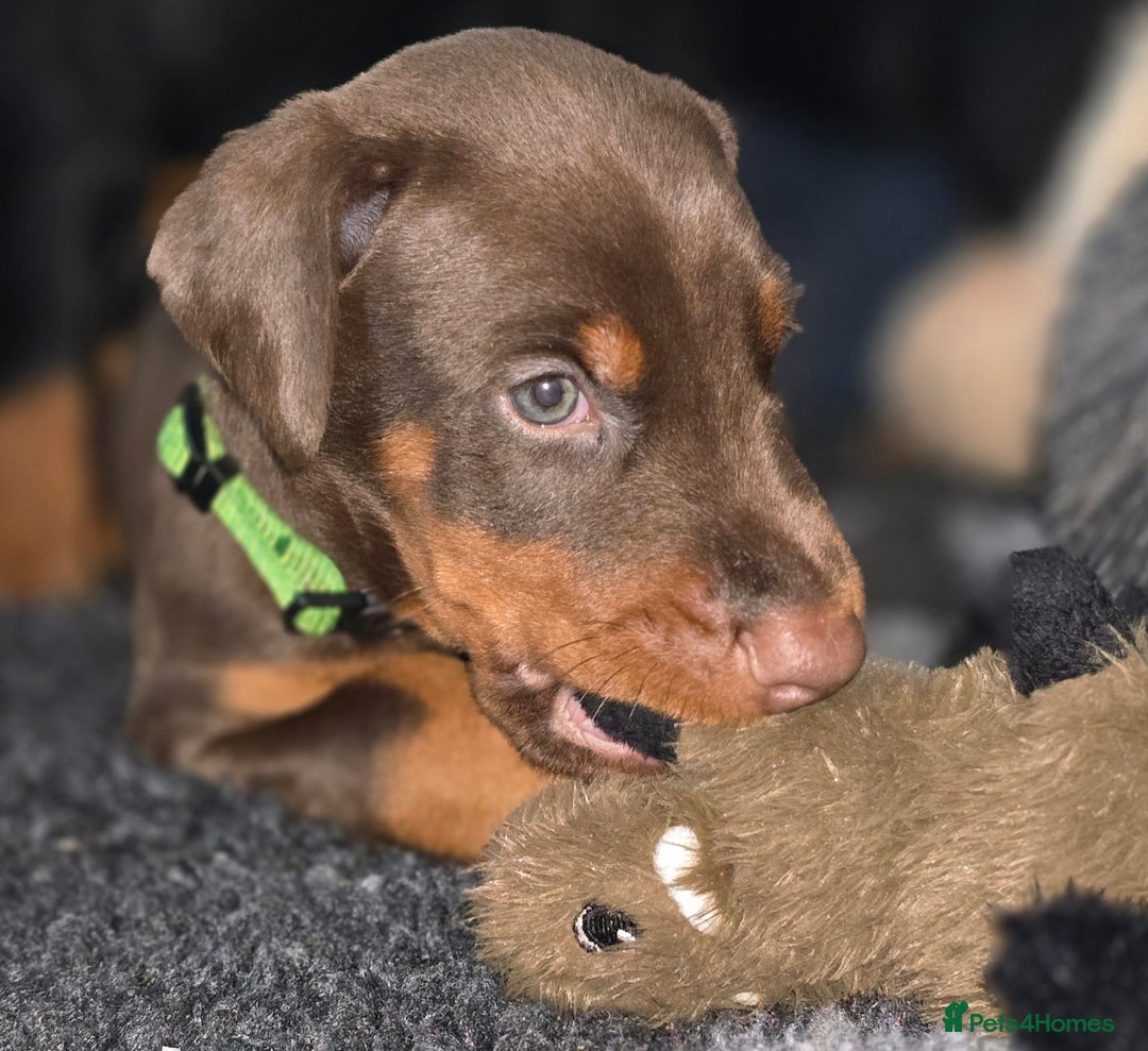 Dobermann dogs for sale: HEALTH TESTED, HOME REARED, STUNNING DOBERMAN PUPS - Advert 5