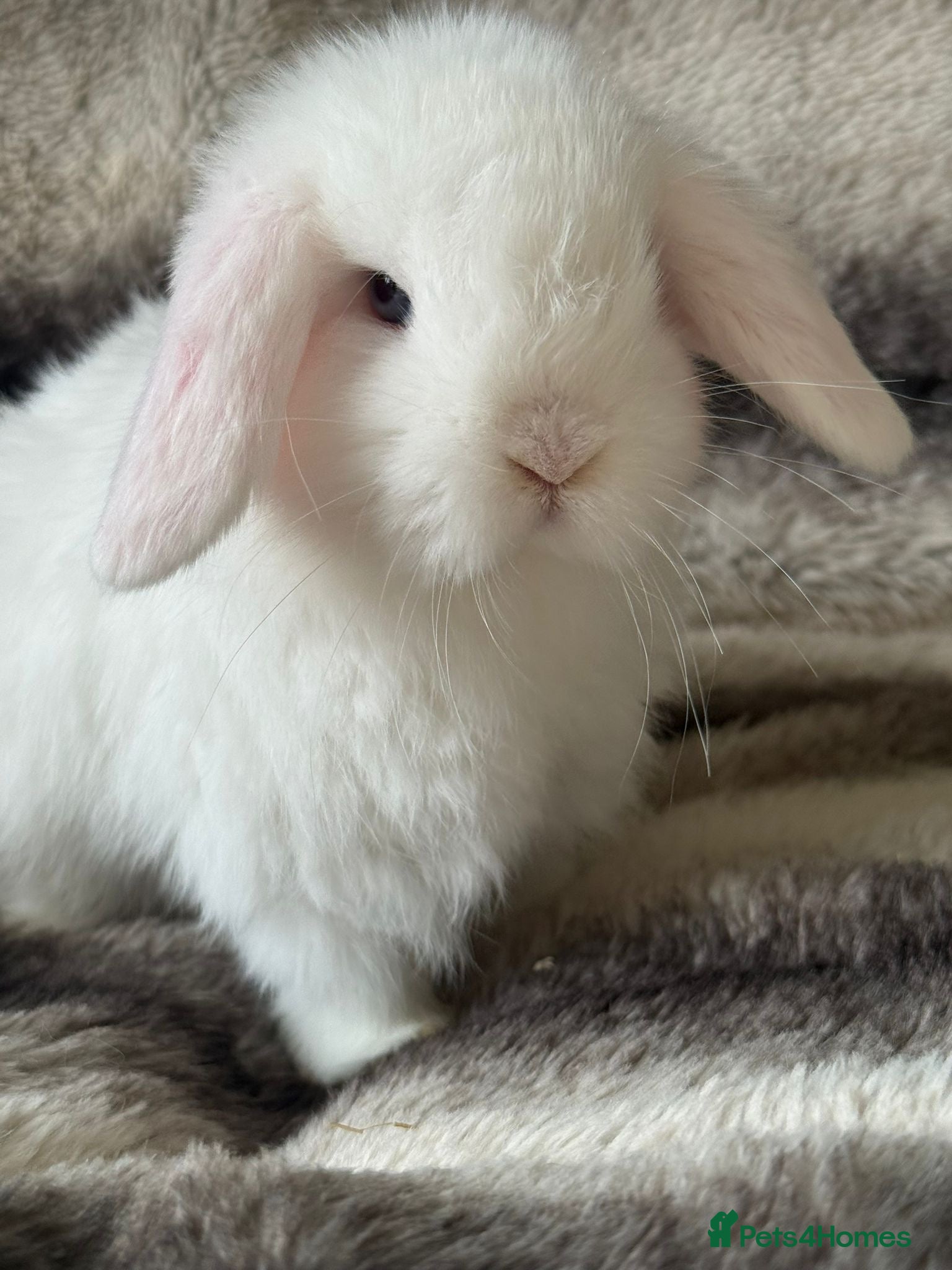 Mini Lop rabbits Blue eyed white REDUCED pure bred show quality   - Advert 1