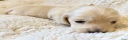 Miniature Dachshund dogs for sale: White/light cream tiny miniature dachshunds - Advert 21