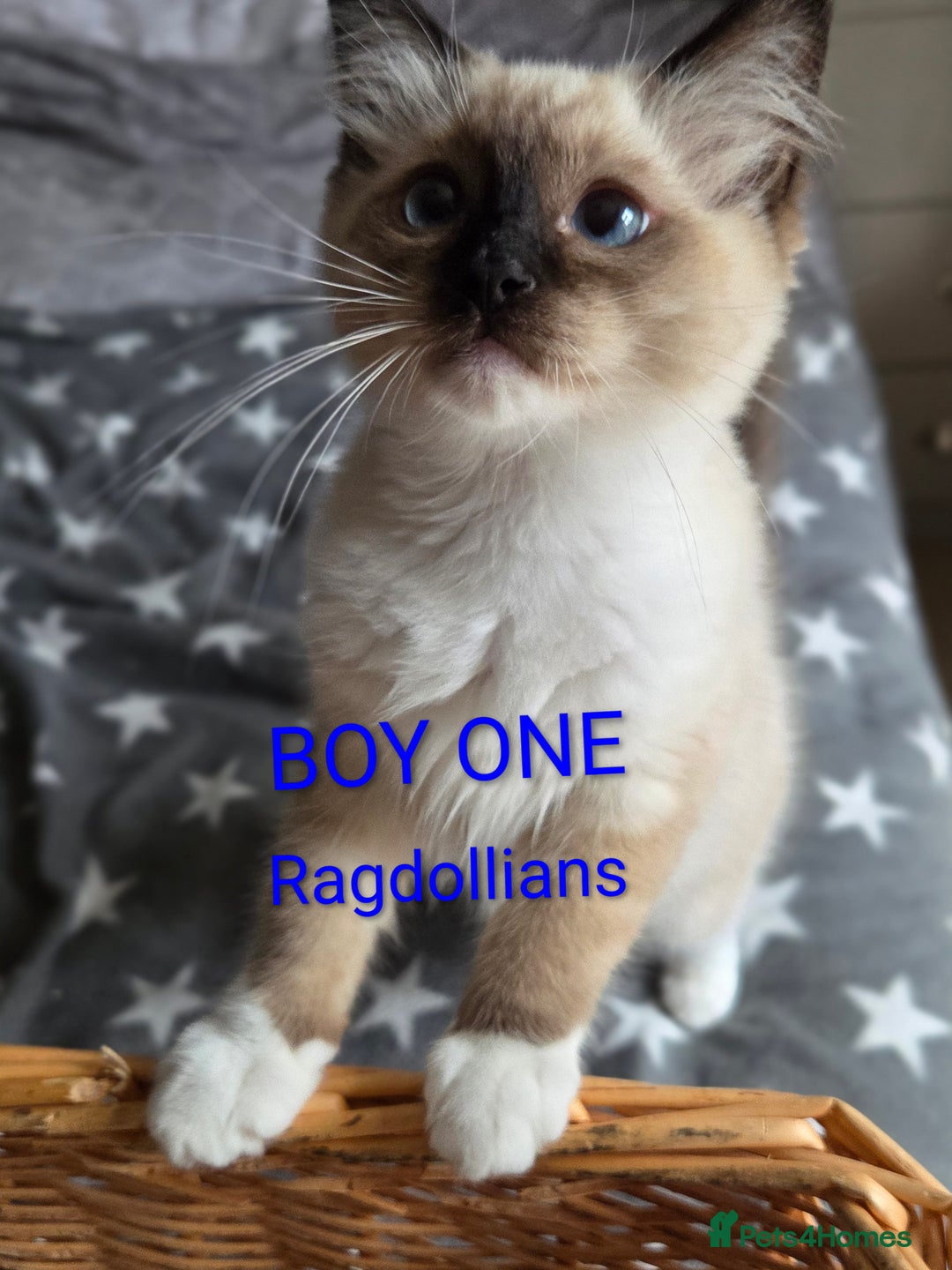 Ragdoll cats for sale: GCCF RAGDOLLS INTERVIWING NOW!! - Image 4