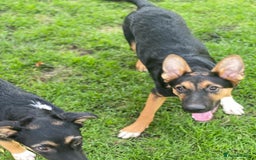 Mixed Breed dogs for adoption: 💙🐶 CONNOR 🐶💙 - Image 7