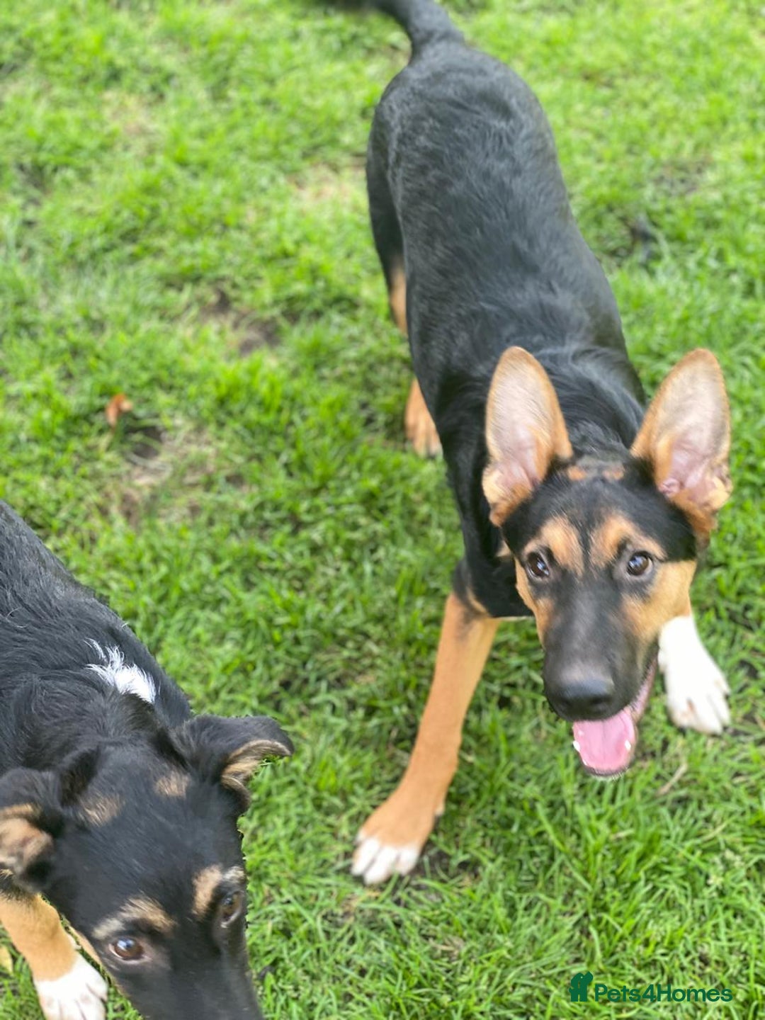 Mixed Breed dogs for adoption: 💙🐶 CONNOR 🐶💙 - Image 7