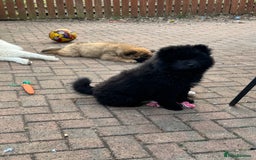 Chow Chow dogs for sale:  🐾 LAST TWO Ready to go STUNNING GIRL chow chows* - Image 34