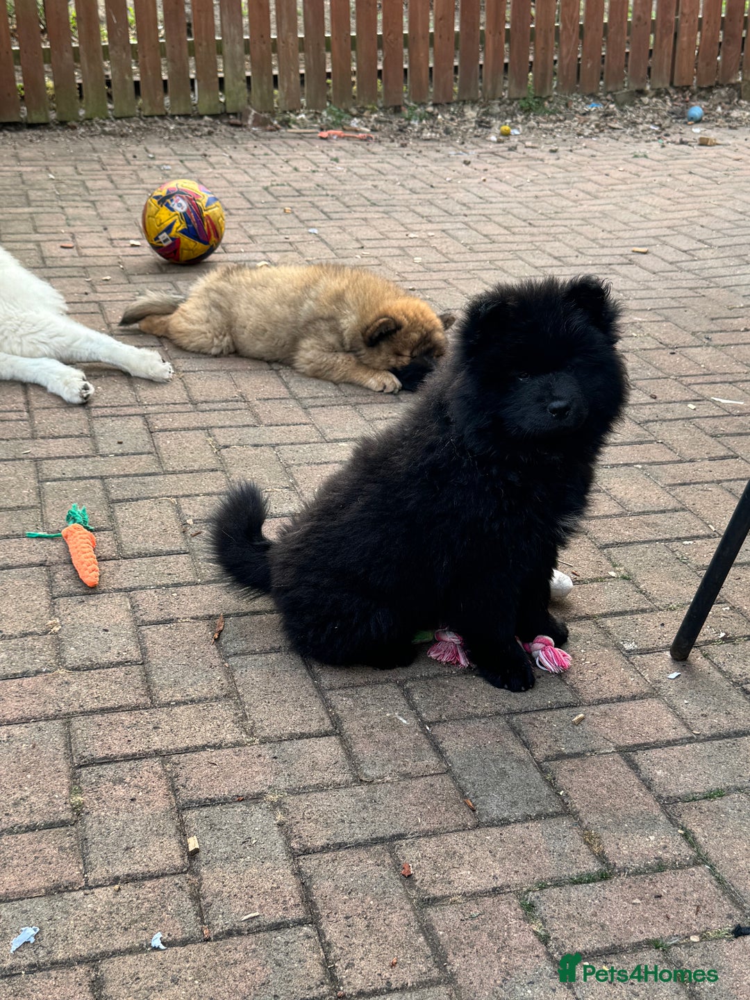 Chow Chow dogs for sale:  🐾 LAST TWO Ready to go STUNNING GIRL chow chows* - Image 34