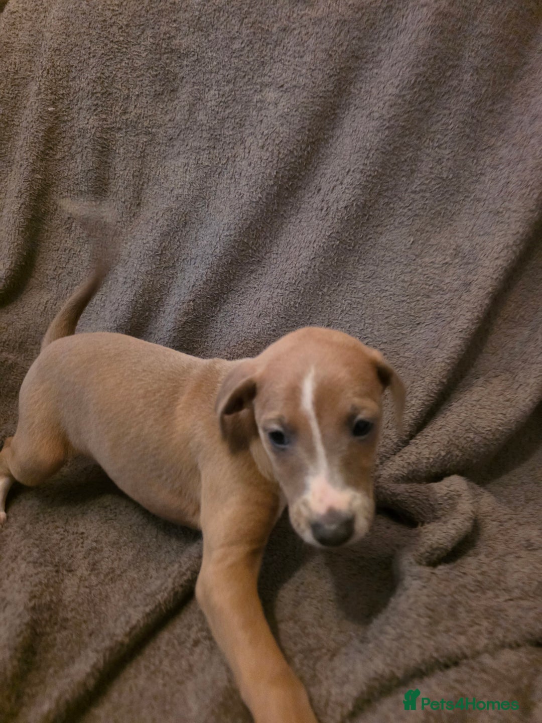 Mixed Breed dogs for sale: Italian Greyhound x Bull Greyhound Puppies - Advert 21