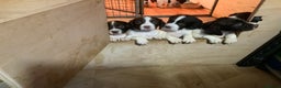 English Springer Spaniel dogs for sale: Springer Spaniel Puppies - Advert 3