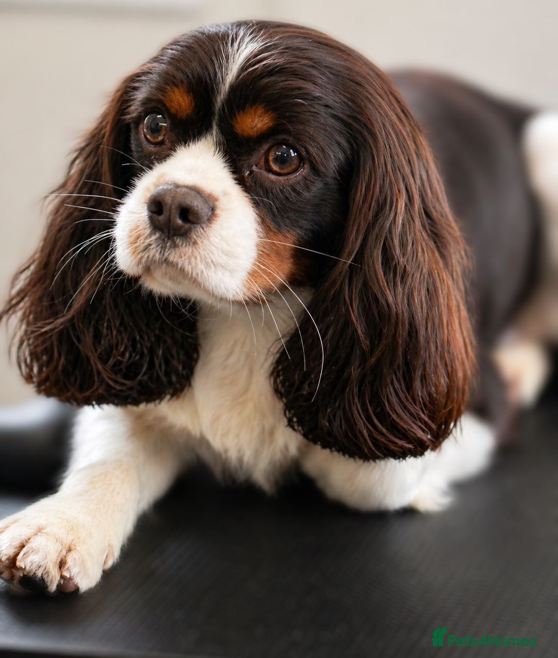 Cavalier King Charles Spaniel dogs KC Chocolate Tri FOR STUD  - Advert 3