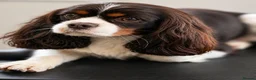 Cavalier King Charles Spaniel dogs for stud: KC Chocolate Tri FOR STUD  - Advert 1