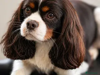 Cavalier King Charles Spaniel dogs KC Chocolate Tri FOR STUD - Advert 3
