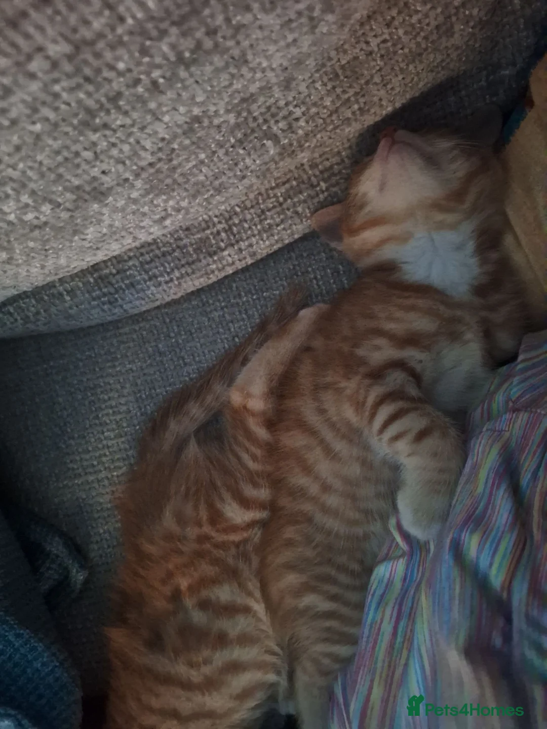 Mixed Breed cats for sale: I have 4 beautiful kittens available  - Advert 8