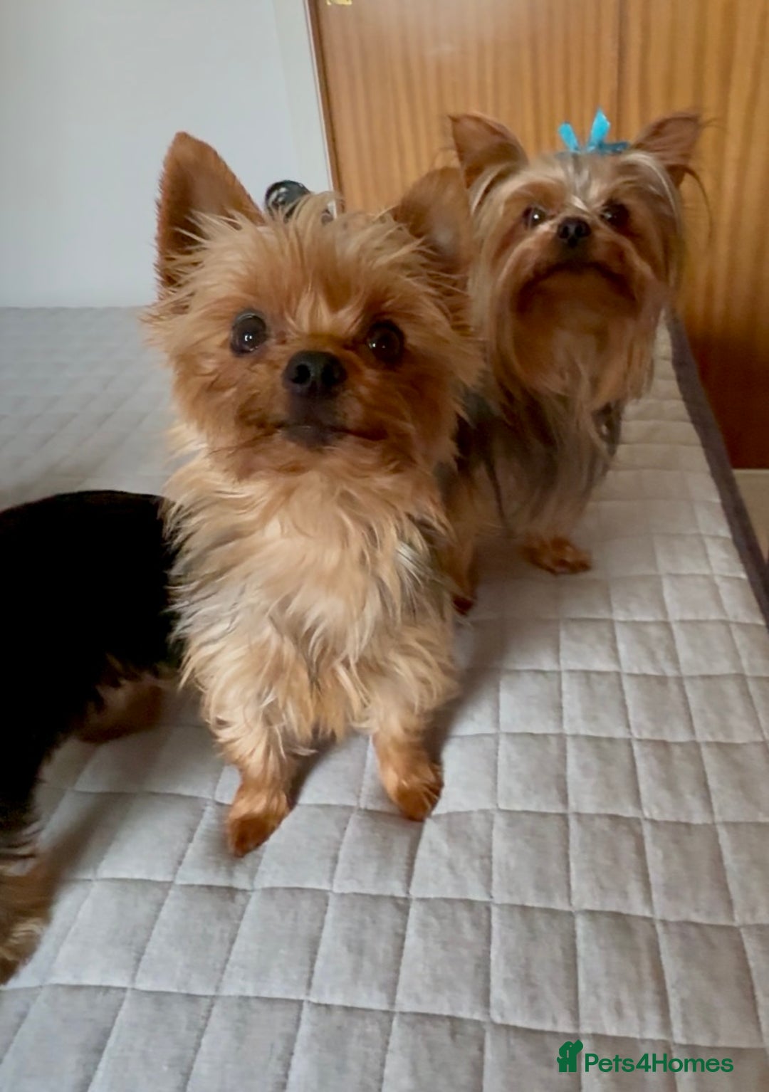 Yorkshire Terrier dogs for sale: Yorkshire terrier pups - Image 9
