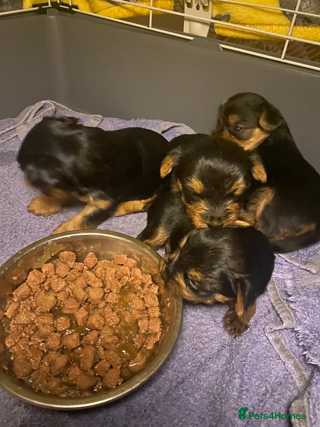 Yorkshire Terrier dogs for sale: 4 Stunning Minature Yorkshire terriers for sale  - Advert 35