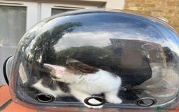 Mixed Breed cats for sale: Female 9 weeks friendly kitten  - Image 4