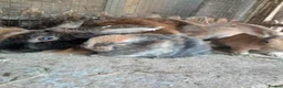 Mixed Breed rabbits for sale: Mixed sex Rex mix babies  - Advert 9
