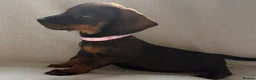 Dachshund dogs for sale: Stunning Dachshund Puppies For Sale - Advert 8