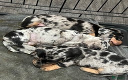 Dachshund dogs for sale: Beautiful Merle Dachshund Puppies - Image 11