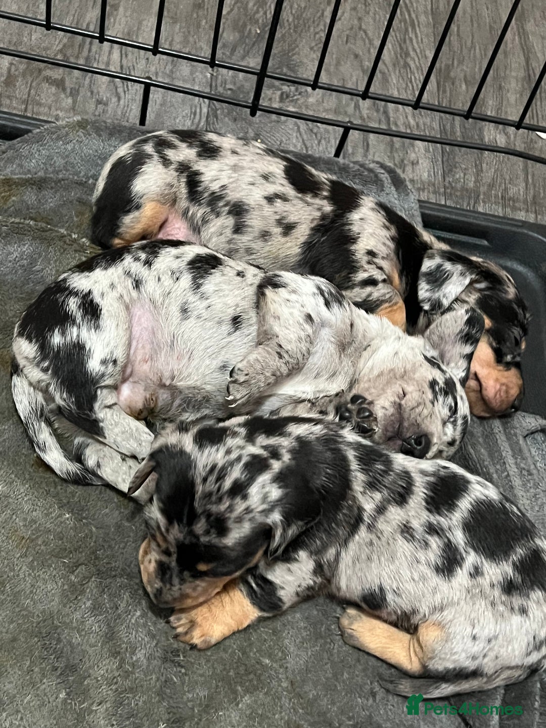 Dachshund dogs for sale: Beautiful Merle Dachshund Puppies - Image 11