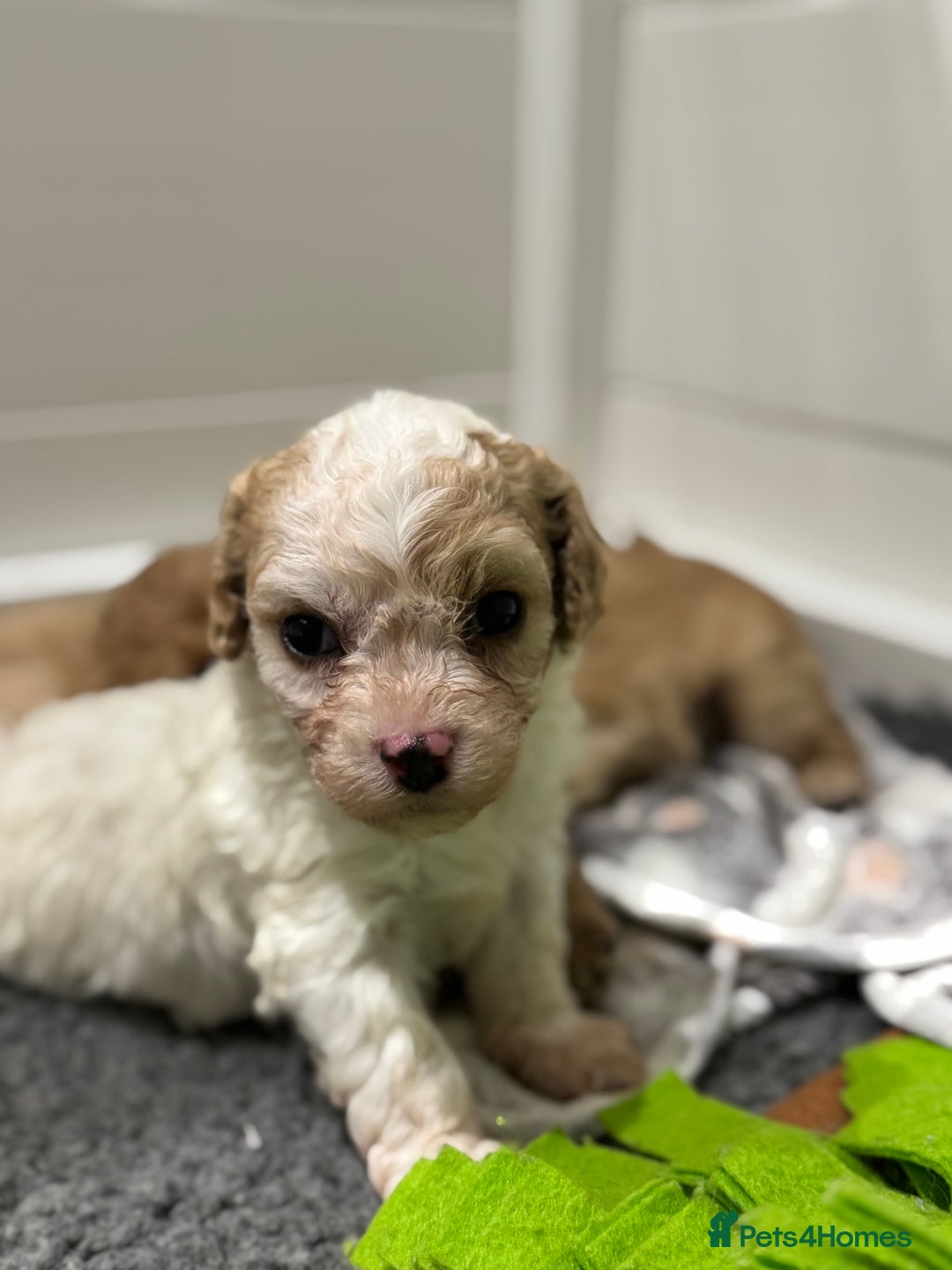 Cavapoochon dogs for sale: Cavapoochon puppies - Advert 10