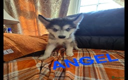 Utonagan dogs for sale: BEAUTIFUL MALAMUTE X HUSKY PUPS - Image 1