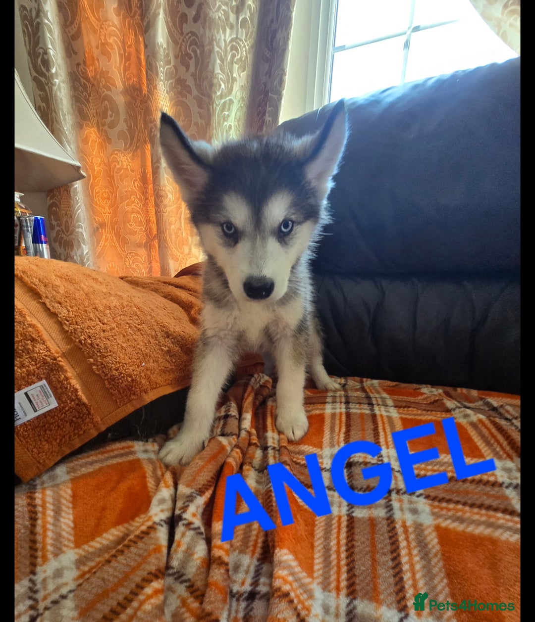 Utonagan dogs for sale: BEAUTIFUL MALAMUTE X HUSKY PUPS - Image 1