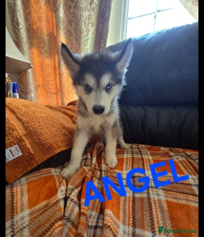 Utonagan dogs - Advert 1