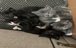 Turkish Angora cats for sale: 3 males 1 grey two black 1 tortie female - Image 1