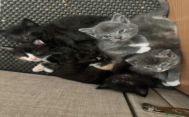 Turkish Angora cats - Advert 13