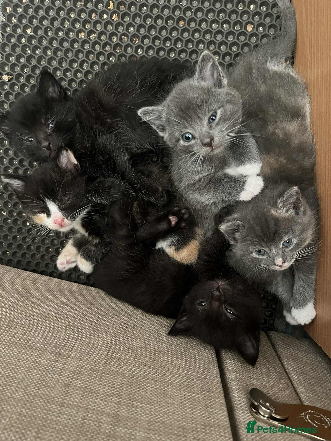 Turkish Angora cats for sale: 3 males 1 grey two black 1 tortie female - Image 1