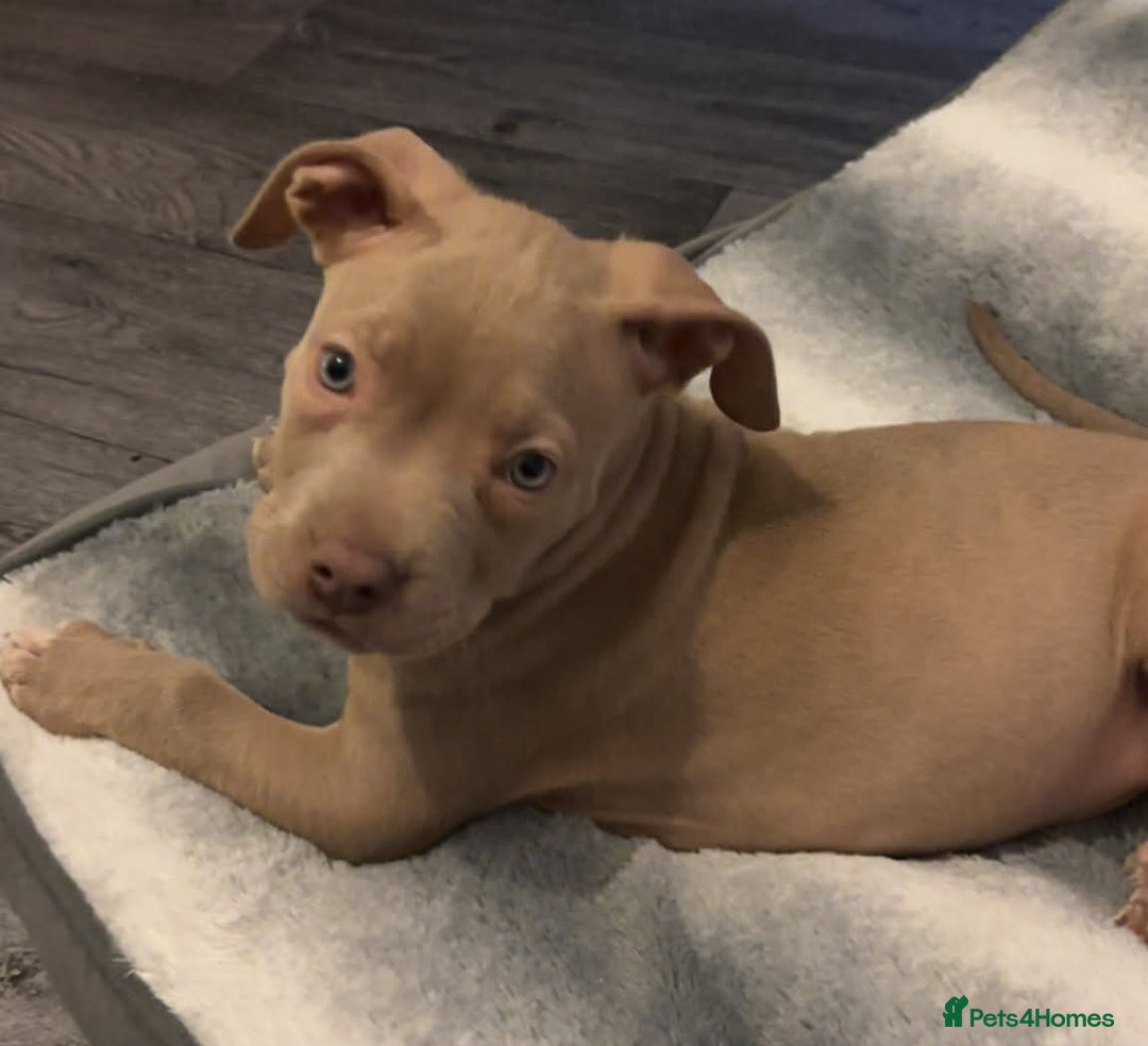 Staffordshire Bull Terrier dogs for sale: Girl Puppy 8 Weeks Old - Advert 14