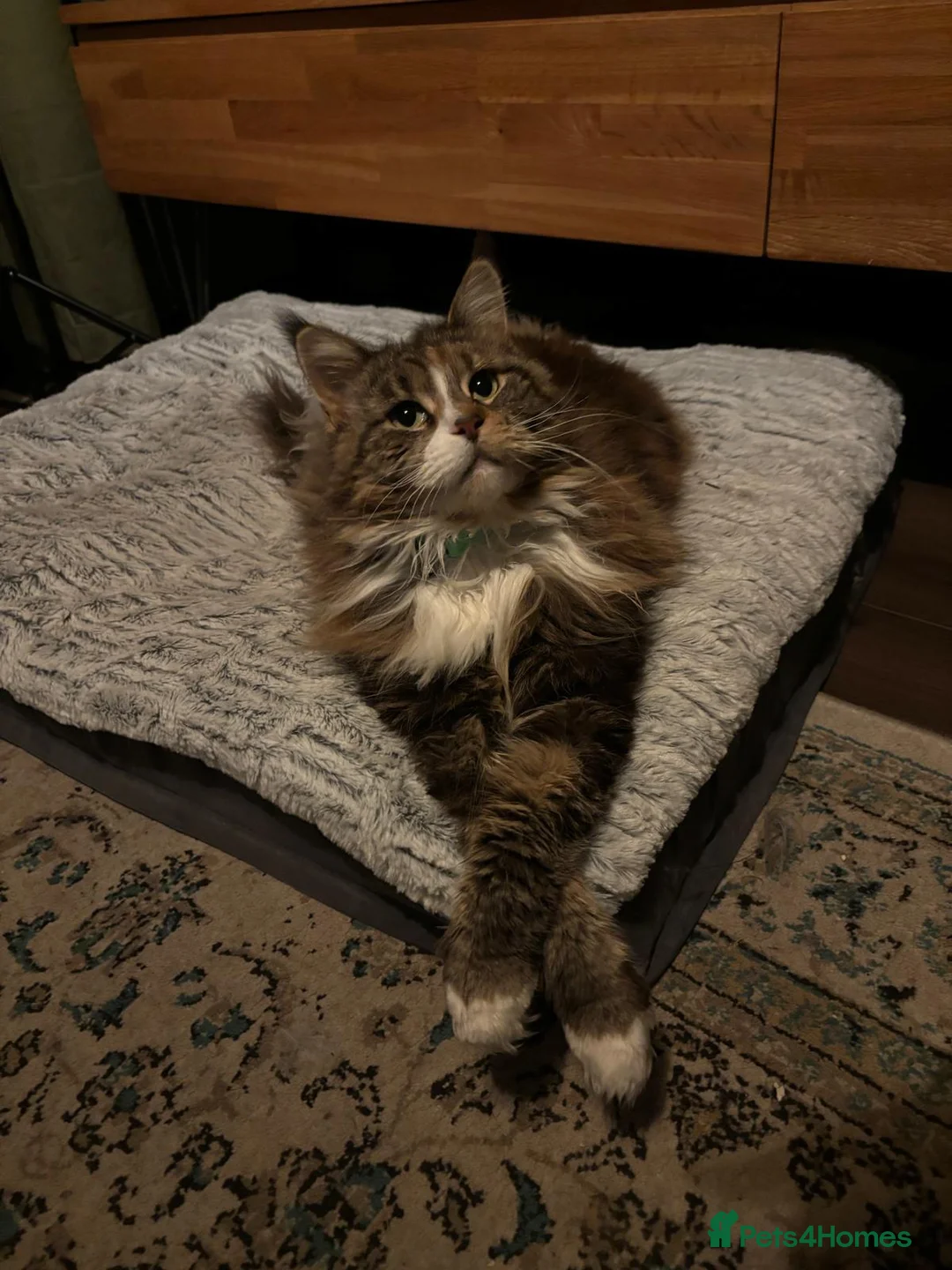 Mixed Breed cats for sale: Sisters looking for a new family home <3 - Advert 16