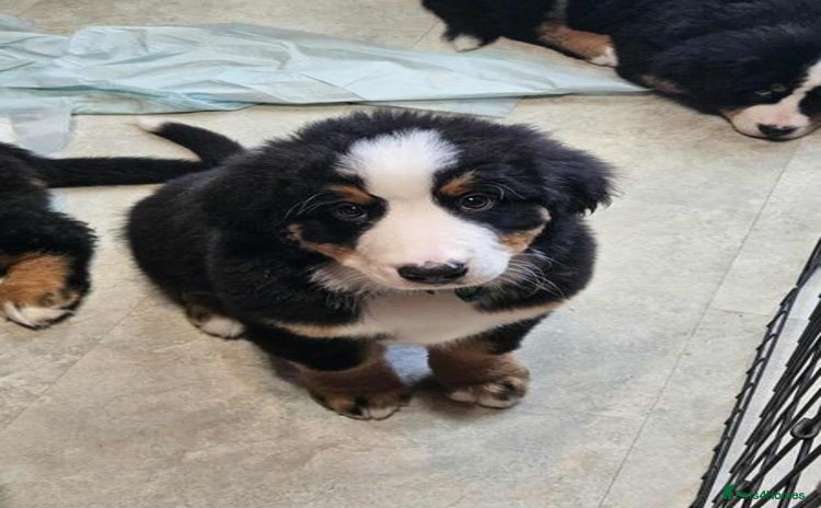 Bernese Mountain Dog dogs Bernese Mountain Dog - Advert 2