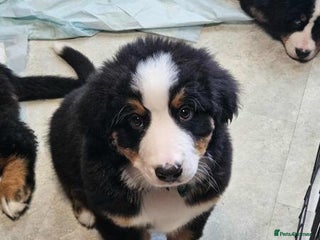 Bernese Mountain Dog dogs for sale: Bernese Mountain Dog - Advert 1