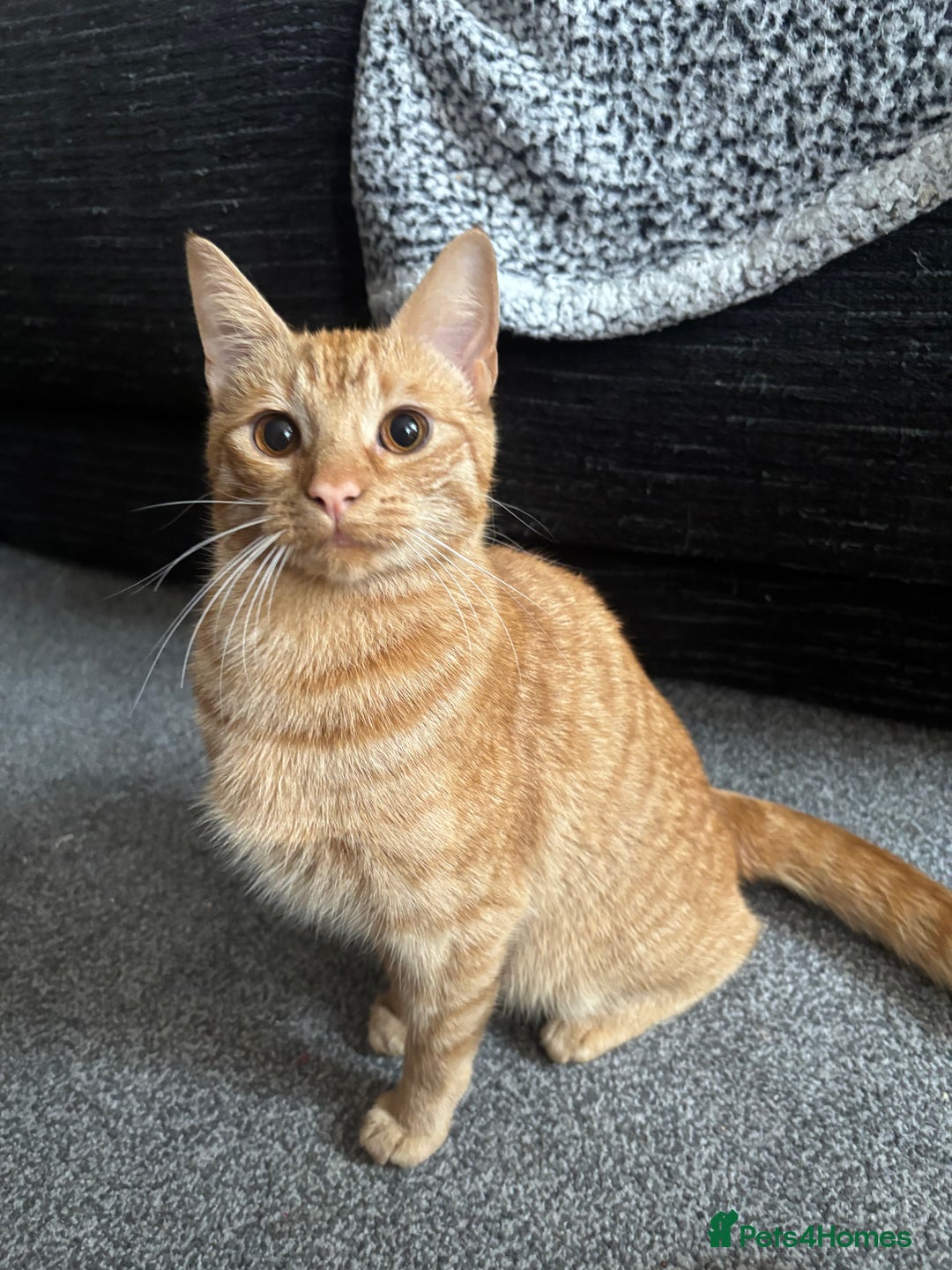 Domestic Shorthair cats for stud: FEMALE CAT - Advert 1