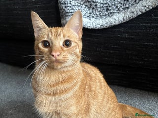 Domestic Shorthair cats FEMALE CAT - Advert 1