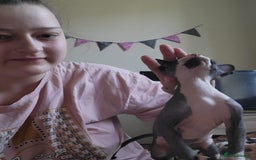 Sphynx cats for sale: Male sphynx kitten. Ready to rehome  - Image 3