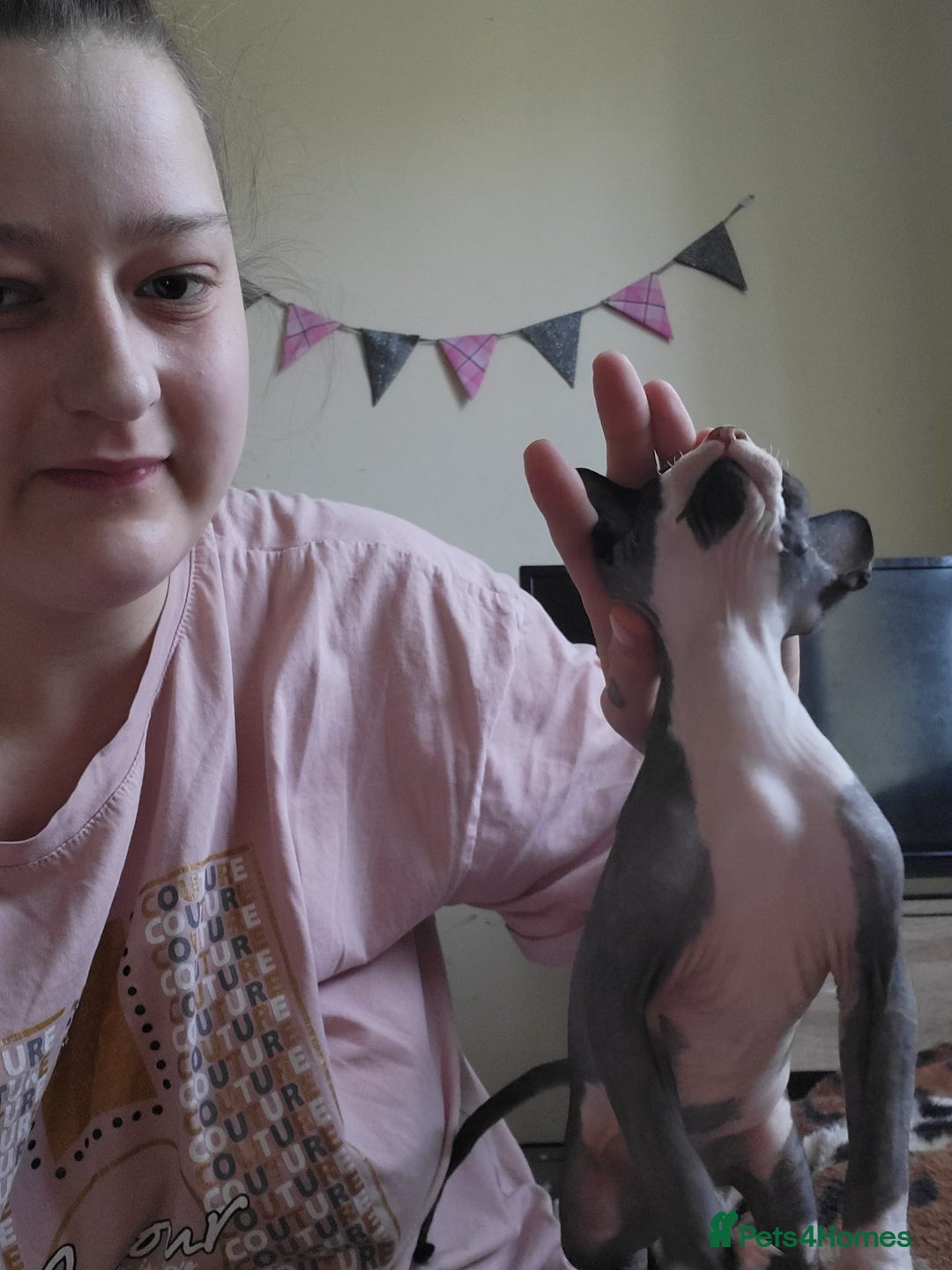 Sphynx cats for sale: Male sphynx kitten. Ready to rehome  - Image 3