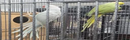 Ringnecks birds for sale: Breeding Pairs of Indian Ringnecks for sale - Advert 5