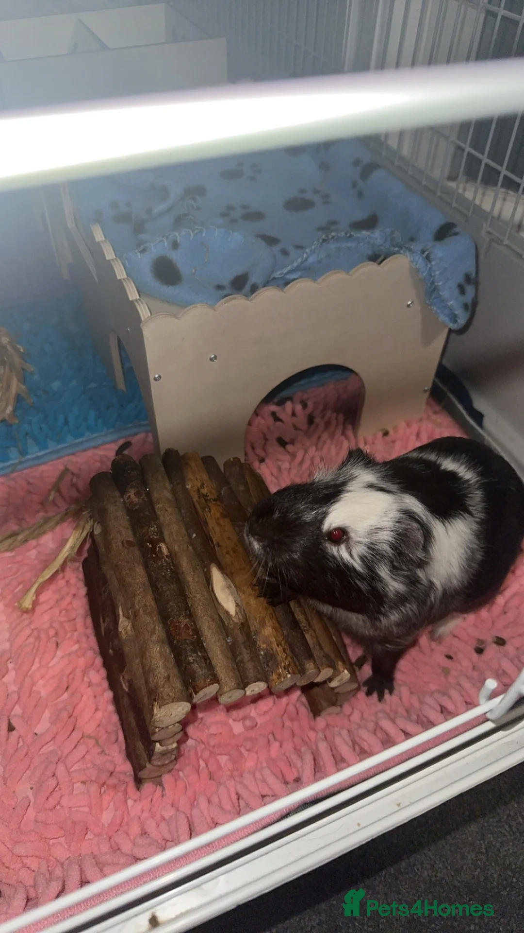 Guinea Pig rodents for sale: 2 lovely pair of bonded males  - Advert 2