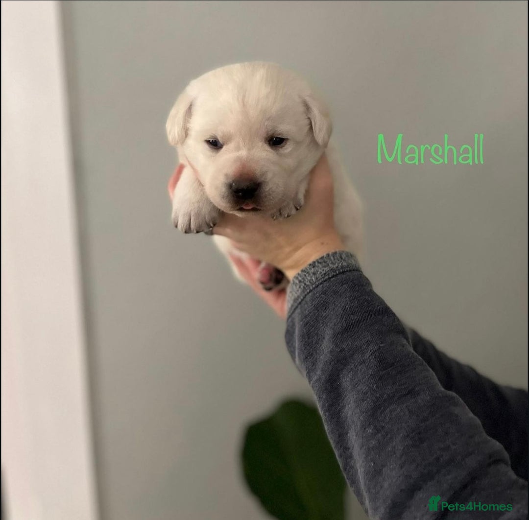 Labrador Retriever dogs for sale: Cream Labrador Retrievers !!! - Image 1