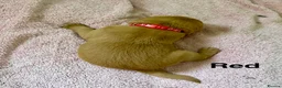 Labrador Retriever dogs for sale: Fox red Labrador puppies for sale - Advert 11