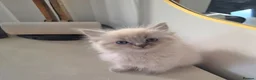 Ragdoll cats for sale: ragdoll kittens  - Advert 9
